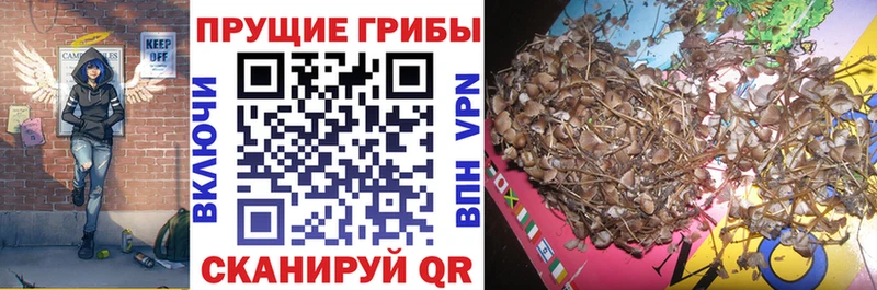 где купить наркоту Бородино блэк спрут маркетплейс Галлюциногенные грибы MAGIC MUSHROOMS